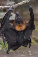 Flying fox close up portrait detail view photo