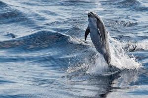 common dolphin jumping outside the ocean photo