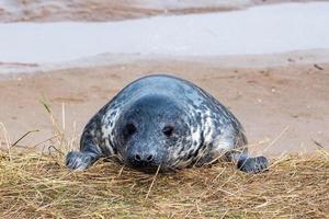 grey seal puppy while relaxing on the beach in Great Britain photo