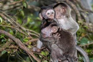 bebé recién nacido indonesia macaco mono retrato foto
