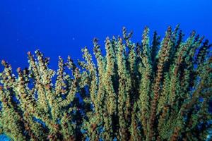 maldivas casa de coral duro para peces foto