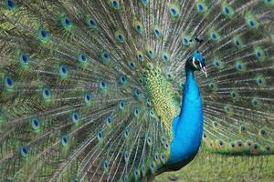 peacock bird wonderful feather open wheel portrait photo