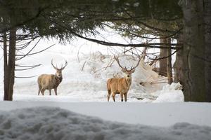 ciervo aislado en el fondo blanco de la nieve foto