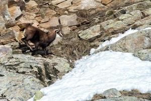 chamois deer on snow portrait photo