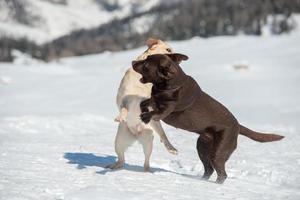 dogs while playing on the snow photo