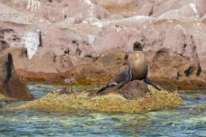 Seal sea lion restying on the rocks photo