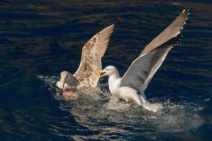 Seagull while fighting for food photo