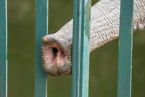 elephant trunk through the zoo fence photo