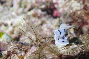 un nudibranquio blanco y negro foto