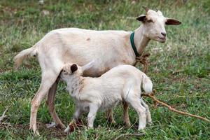 baby goat newborn suckling milk from mother photo