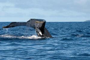Humpback whale tail going down in blue polynesian sea photo