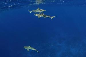 nadar con tiburones bajo el agua en la polinesia francesa foto