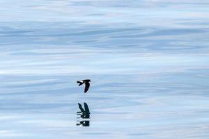 Storm petrel bird flying in mediterranean sea photo