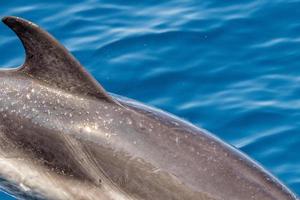 Dolphin while jumping in the deep blue sea photo