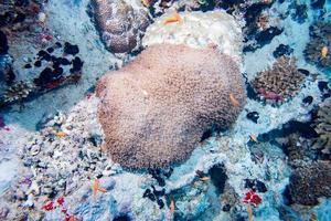 hard coral macro on night dive light photo