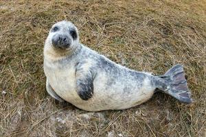 grey seal puppy while looking at you photo