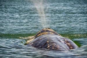 nariz de ballena gris viajando océano pacífico foto