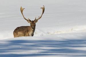 Isolated Deer on the white snow background photo