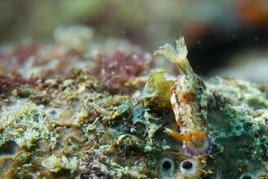 un colorido nudibranquio en cebu, filipinas foto