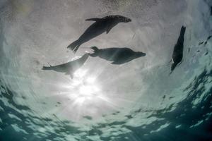 fotógrafo buzo acercándose a la familia de leones marinos bajo el agua foto