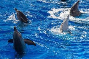 common dolphin jumping outside the ocean photo