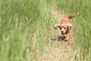 Young puppy dog English cocker spaniel while running on the grass photo