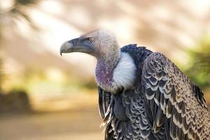 vulture, buzzard looking at you photo