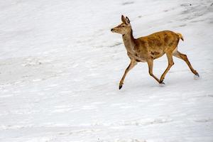 ciervo corriendo sobre la nieve en navidad foto