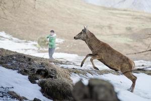 Deer on the snow background photo