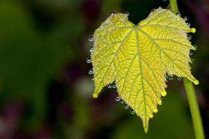 hoja de uva con burbujas de agua foto