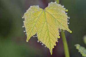 Grapes leaf with morning dew photo