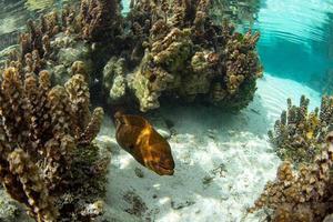 eel mooray close up while diving polynesia photo