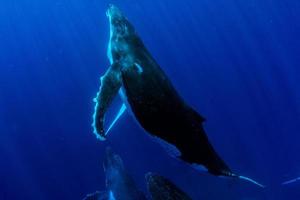 buceo con ballena jorobada bajo el agua en moorea, polinesia francesa foto