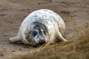 grey seal puppy while relaxing on the beach in Great Britain photo