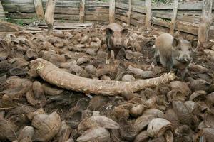 Two pigs from Tonga Polynesia while eating coconut photo