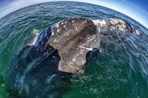 grey whale nose travelling pacific ocean photo