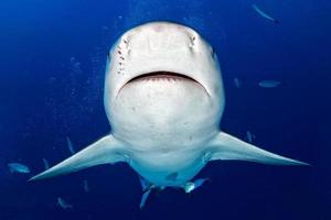 bull shark ready to attack in the blue ocean background photo