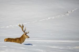 Isolated Deer on the white snow background photo