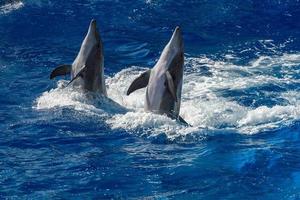 common dolphin jumping outside the ocean photo