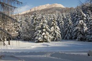 Tree branches covered by snow in winter photo