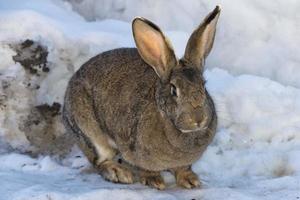 Rabbit close up portrait on snow background photo