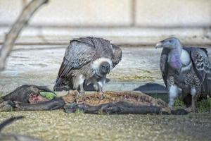 vulture buzzard while eating a dead animal photo