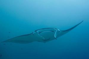 An isolated Manta coming to you in the blue background photo