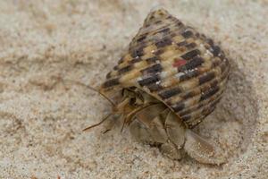 A red small crab with his shell walking on white sand close up photo