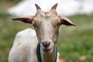 female goat portrait looking at you photo