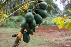 papaya fruit on tree ready for harvest photo