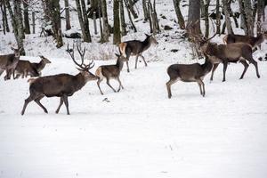 red deer on snow background photo