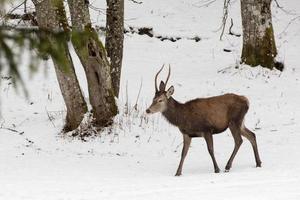 red deer on snow background photo