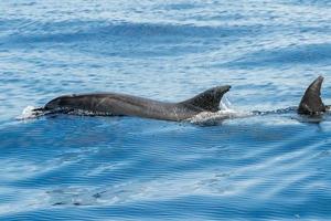 common dolphin jumping outside the ocean photo