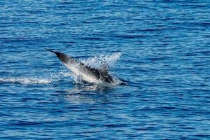 Dolphin while jumping in the deep blue sea photo